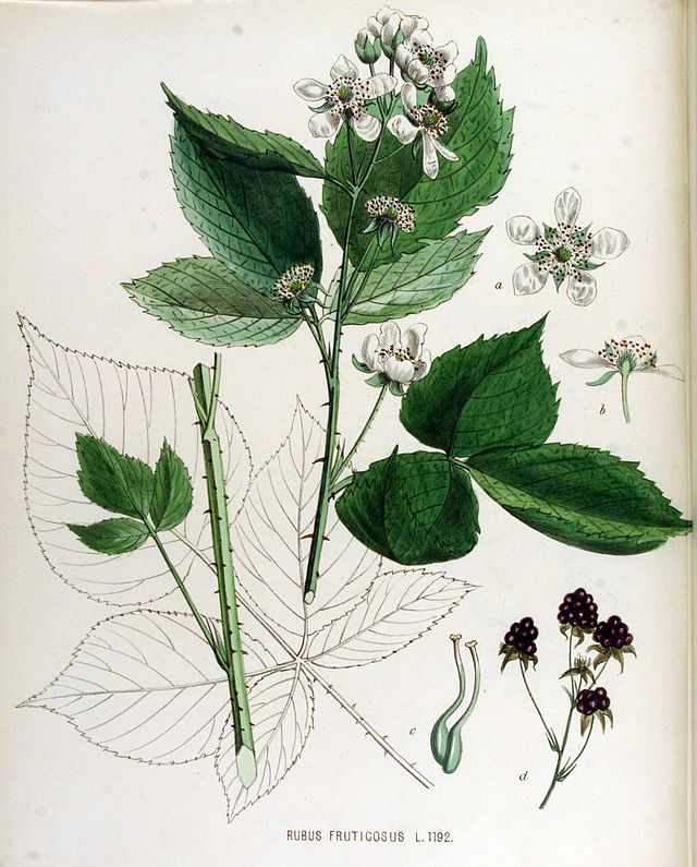 Rubus_fruticosus_—_Flora_Batava_—_Volume_v15